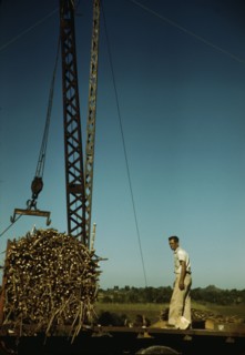 Crane at a "central" sugar cane gathering place, San Sebastian vicinity, Puerto Rico, 1942. Creator: Jack Delano.