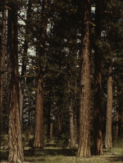 Stand of virgin ponderosa pine, Malheur National Forest, Grant County, Oregon, 1942. Creator: Russell Lee.