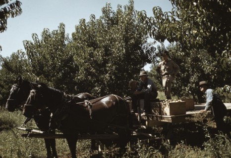 Crates of peaches being gathered from pickers to be hauled to..., Delta County, Colo., 1940. Creator: Russell Lee.