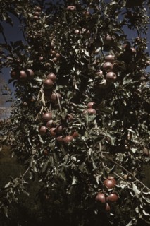 Peaches [i.e. apples] on a tree, orchard in Delta County, Colo., 1940. Creator: Russell Lee.