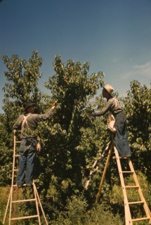 Pickers in a peach orchard, Delta County, Colo., 1940. Creator: Russell Lee.