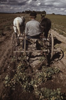 Bill Stagg turning up pinto beans, Pie Town, New Mexico, 1940. Creator: Russell Lee.
