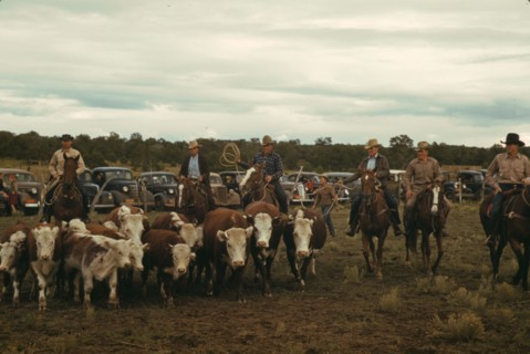 Driving calves into the corral for roping at the rodeo of the Pie Town, New Mexico Fair, 1940. Creator: Russell Lee.