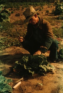 Jim Norris, homesteader, cutting a head of cabbage, Pie Town, New Mexico, 1940. Creator: Russell Lee.