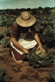 Mrs. Norris with homegrown cabbage, one of the many vegetables..., Pie Town, New Mexico, 1940. Creator: Russell Lee.