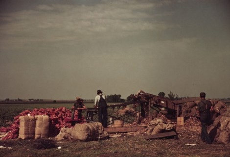 Grading and packing onions, Rice County, Minnesota, 1939. Creator: Arthur Rothstein.