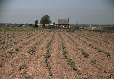 Farm in southern U.S. ... Louisiana?, ca. 1940. Creator: Marion Post Wolcott.