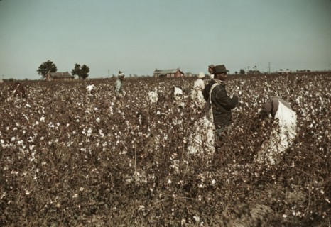 Day laborers picking cotton near Clarksdale, Miss., 1939. Creator: Marion Post Wolcott.