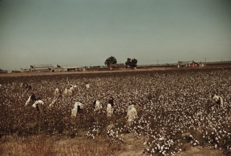 Day laborers picking cotton near Clarksdale, Miss., 1939. Creator: Marion Post Wolcott.