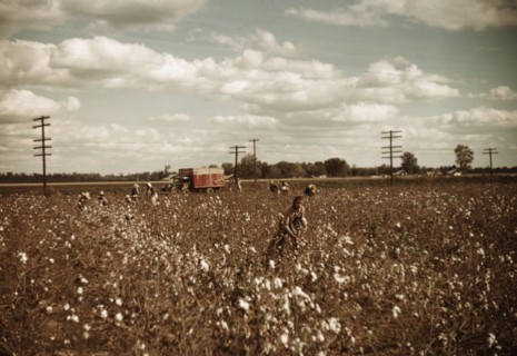 Day laborers picking cotton near Clarksdale, Miss., 1939. Creator: Marion Post Wolcott.