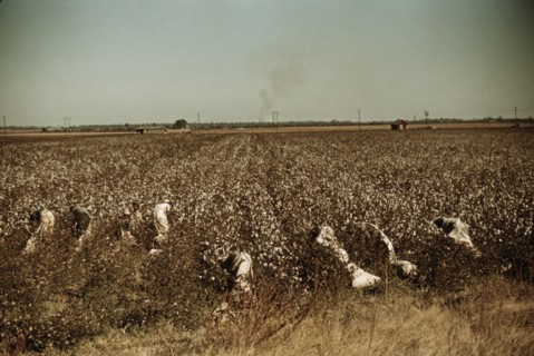 Day laborers picking cotton, near Clarksdale, Miss., 1940. Creator: Marion Post Wolcott.