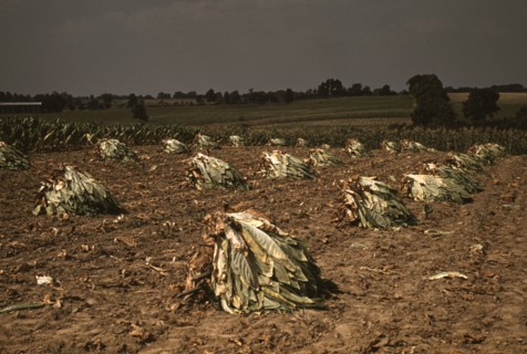 Burley tobacco is placed on sticks to wilt after cutting...on the Russell Spears' farm..., Ky., 1940 Creator: Marion Post Wolcott.