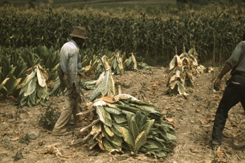 Cutting Burley tobacco and putting it on sticks to wilt...on the Russell Spears' farm, Ky., 1940. Creator: Marion Post Wolcott.