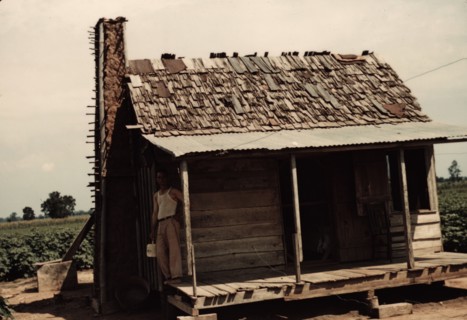An old tenant house with a mud chimney and cotton growing up to its door..., Melrose, La., 1940. Creator: Marion Post Wolcott.
