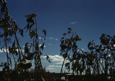 Sunflower plants, between 1941 and 1942. Creator: Unknown.