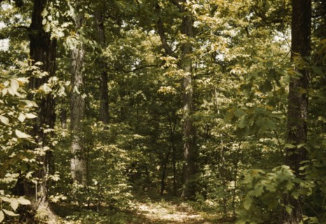Trees in a reforestation project, Md.?, between 1941 and 1942. Creator: Unknown.
