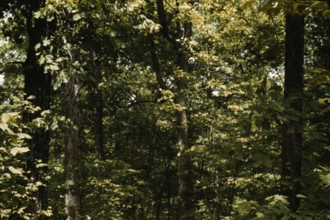 Trees in a reforestation project, Md.?, between 1941 and 1942. Creator: Unknown.