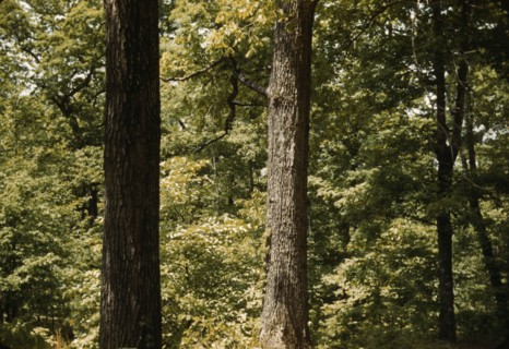 Trees in a reforestation project, Md.?, between 1941 and 1942. Creator: Unknown.
