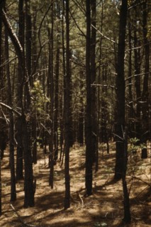 Timber, reforestation project, Md. (?), between 1941 and 1942. Creator: Unknown.