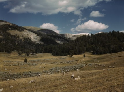 Bands of sheep on the Gravelly Range at the foot of Black Butte, Madison County, Montana, 1942. Creator: Russell Lee.