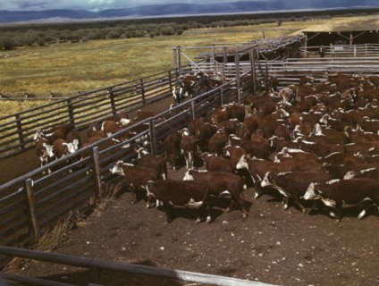 Cattle in corral waiting to be weighed before being trailed..., Beaverhead County, Montana, 1942. Creator: Russell Lee.