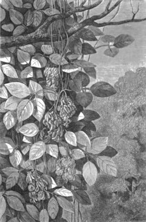 'Tropical Creepers; A zigzag journey through Mexico', 1875. Creator: Thomas Mayne Reid.