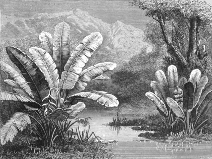'A stream in the Savanna region; A zigzag journey through Mexico', 1875. Creator: Thomas Mayne Reid.