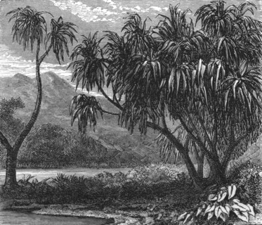'The 'Pandanus Muricatus.'; Recent Explorations in Madagascar', 1875. Creator: Alfred Grandidier.