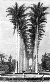 'The Great Avenue of Palms in the Botanical Gardens; Rio De Janeiro and the Organ Mountains', 1875. Creator: Thomas Woodbine Hinchliff.