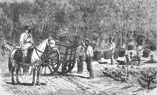 'Coffee Gathering; Rio De Janeiro and the Organ Mountains', 1875. Creator: Thomas Woodbine Hinchliff.