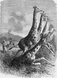 'Hunting the Giraffe; Life in a South African Colony', 1875. Creator: Unknown.