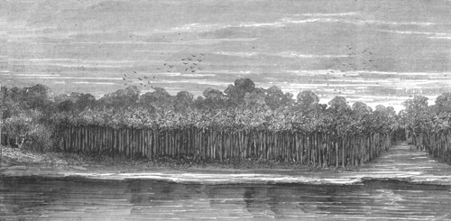 'A Palm Grove in the Tierra Caliente; An Ascent of the Cofre de Perote, Mexico', 1875. Creator: Unknown.