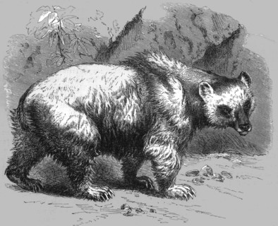 'The Brown Bear; Notes of a Naturalist in the North-Western Provinces of India', 1875.  Creator: Charles Horne.