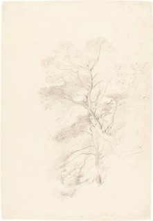 A Beech Wood, 1815. Creator: John Linnell the Elder.