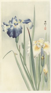 Irises. Private Collection.