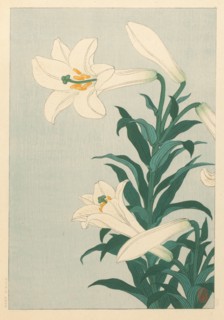 Lilies. Private Collection.