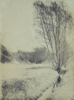 Willows, c1900. Creator: Frances S. Allen.