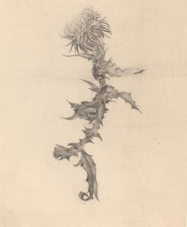 Thistle, 1890s.