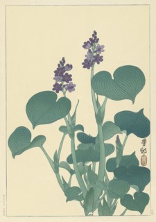 Flowering hosta. Private Collection.