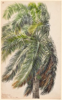 Palma Real, 1860.