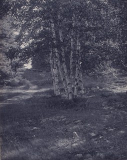 Birch trees along a path, c1900.