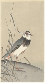 Lapwing and reed. Private Collection.