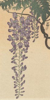 Flowering wisteria. Private Collection.