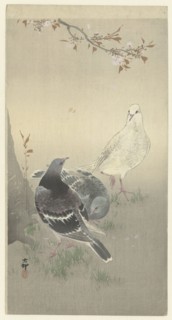 Three tame pigeons. Private Collection.