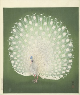 Peacock, 1925-1936. Private Collection.