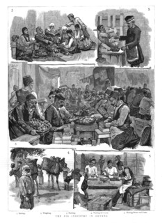 'The Fig industry in Smyrna', 1886.  Creator: Unknown.