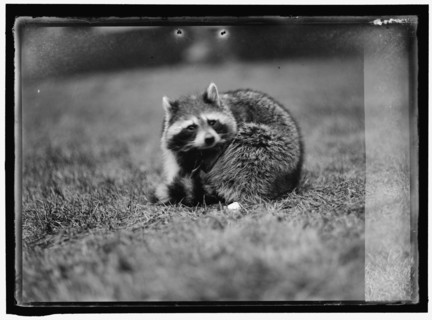 Raccoon, between 1913 and 1917. USA.