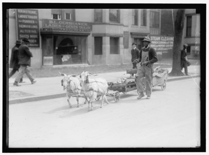 Goat team, between 1910 and 1917. Creator: Harris & Ewing.