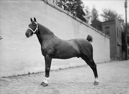 Horse Shows. Mclean Horses, 1912.