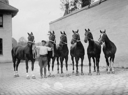 Horse Shows. Mclean Horses, 1912.